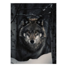 Winter Wolf Gaze Poster