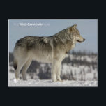 Winter - Wolf Postcard<br><div class="desc">Photo by: Justin Maguire. Tundra wolf looks for prey. Location: Kuujjuarapik,  Quebec_x000D_
_x000D_
From the creators of the acclaimed series WILD CANADA,  comes a new five-part legacy series,  which will view Canada’s extraordinary wildlife through the lens of its four distinct seasons. For more information please visit: www.cbc.ca/wildcanadianyear</div>