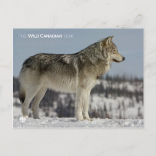 Winter - Wolf Postcard