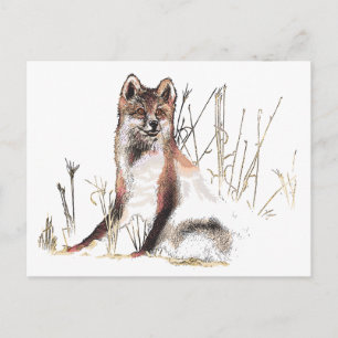 Winter Wolf Postcard