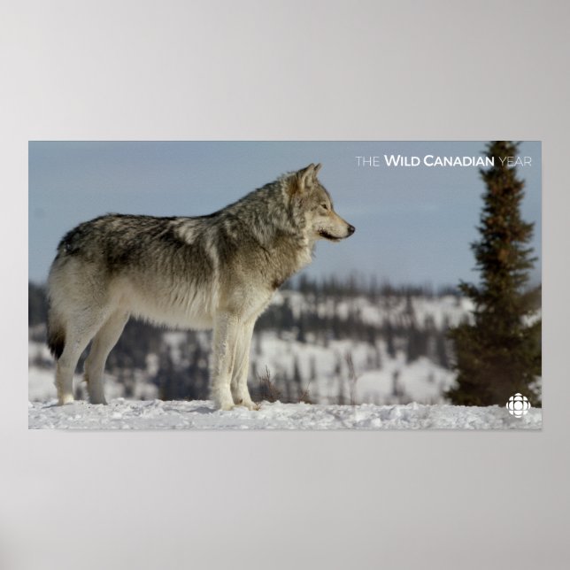 Winter - Wolf Poster (Front)