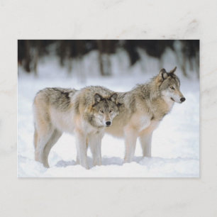 Winter Wolves Snow Xmas Holiday Christmas