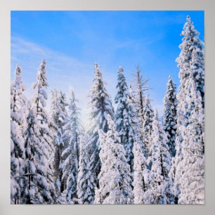 Winter Wonderland Pine Trees in Snow Poster