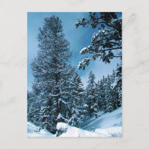 Winter Wonderland Postcard