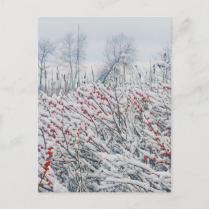winterberry and cattails postcard
