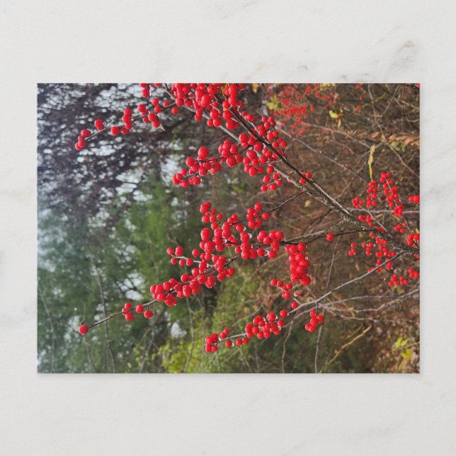 Winterberry Postcard (Front)