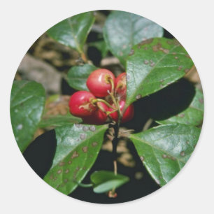 Wintergreen (Gaultheria Procumbens) flowers Classic Round Sticker