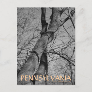 Winters Bite on Trees Bark Pennsylvania Postcard