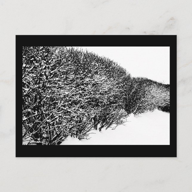 winter's hedge postcard (Front)