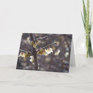 Wintersweet (Chimonanthus praecox) card