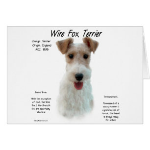 Wire Fox Terrier History; about wire fox terrier
