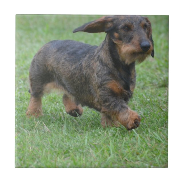 Wire Haired Dachshund Tile (Front)