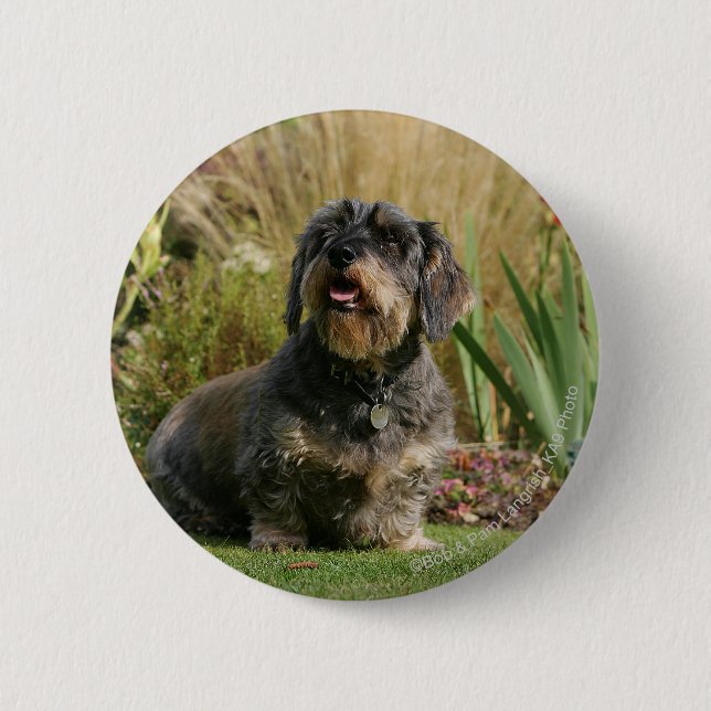 Wire-haired Standard Dachshund 2 Inch Round Button (Front)