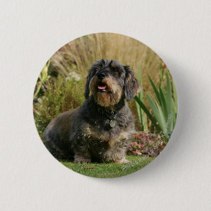 Wire-haired Standard Dachshund 2 Inch Round Button