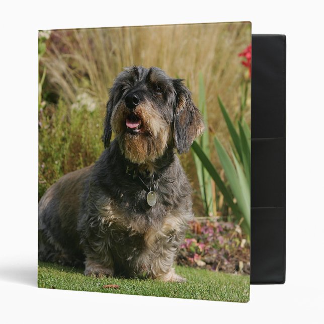 Wire-haired Standard Dachshund Binder (Front/Inside)