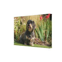 Wire-haired Standard Dachshund Stretched Canvas Prints