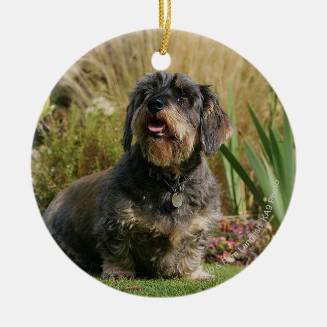 Wire-haired Standard Dachshund Ceramic Ornament (Front)