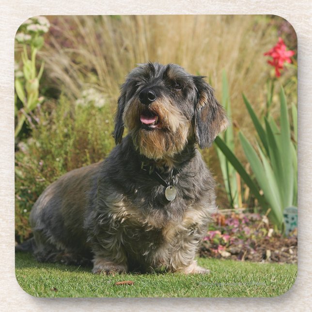 Wire-haired Standard Dachshund Coaster (Front)