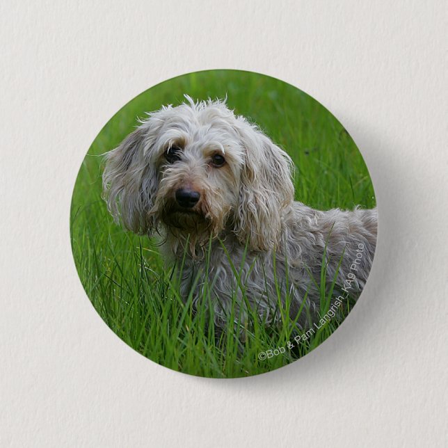 Wire-haired Standard Dachshund in Grass 2 Inch Round Button (Front)