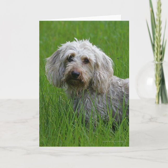 Wire-haired Standard Dachshund in Grass Card (Front)