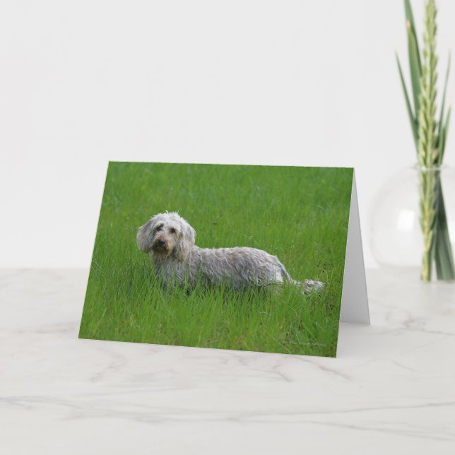 Wire-haired Standard Dachshund in Grass Card (Front)