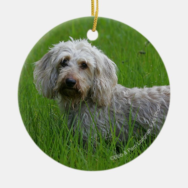 Wire-haired Standard Dachshund in Grass Ceramic Ornament (Front)
