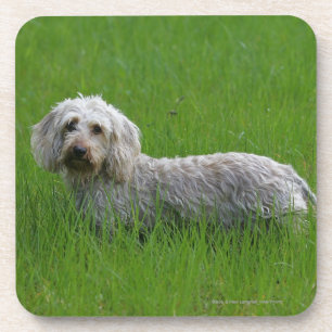 Wire-haired Standard Dachshund in Grass Coaster