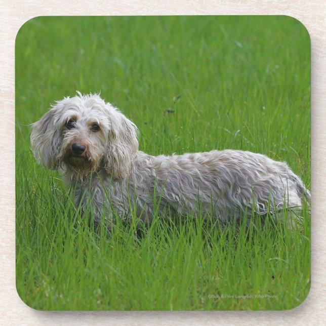 Wire-haired Standard Dachshund in Grass Coaster (Front)