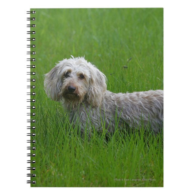 Wire-haired Standard Dachshund in Grass Notebook (Front)