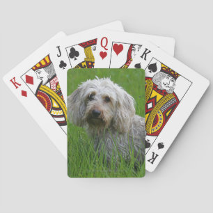 Wire-haired Standard Dachshund in Grass Playing Cards