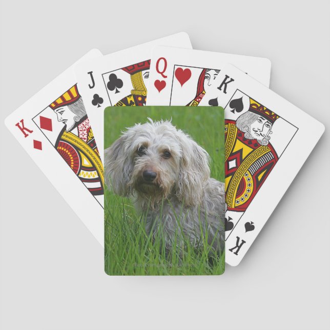 Wire-haired Standard Dachshund in Grass Playing Cards (Back)