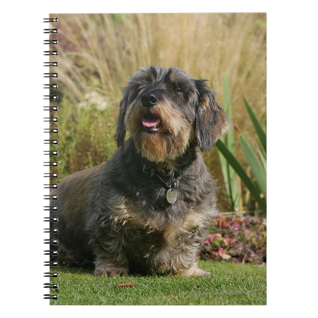 Wire-haired Standard Dachshund Notebook (Front)