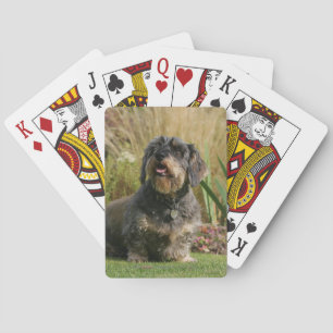 Wire-haired Standard Dachshund Playing Cards