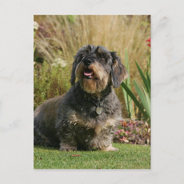 Wire-haired Standard Dachshund Postcard (Front)