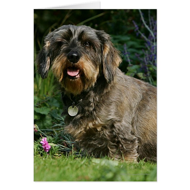 Wire-haired Standard Dachshund Sitting (Front)