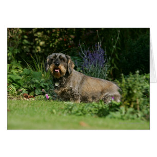 Wire-haired Standard Dachshund Sitting