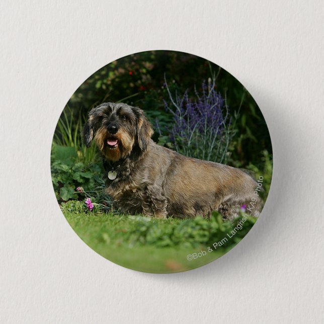 Wire-haired Standard Dachshund Sitting 2 Inch Round Button (Front)