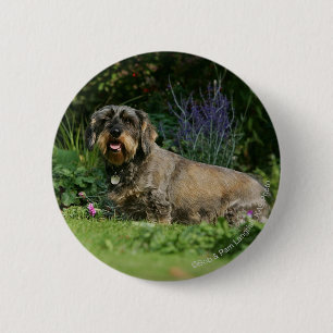 Wire-haired Standard Dachshund Sitting 2 Inch Round Button