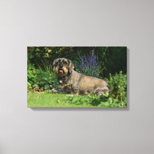 Wire-haired Standard Dachshund Sitting Canvas Print