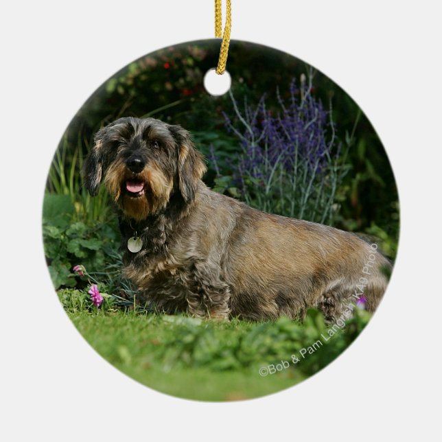 Wire-haired Standard Dachshund Sitting Ceramic Ornament (Front)