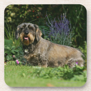 Wire-haired Standard Dachshund Sitting Coaster