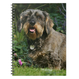 Wire-haired Standard Dachshund Sitting Notebook