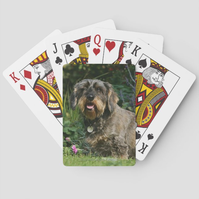 Wire-haired Standard Dachshund Sitting Playing Cards (Back)