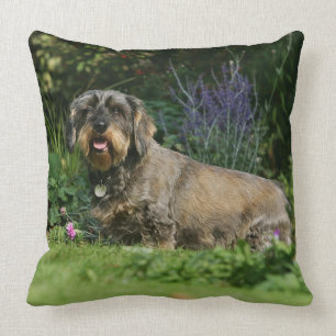 Wire-haired Standard Dachshund Sitting Throw Pillow