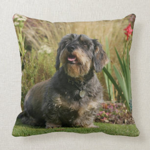 Wire-haired Standard Dachshund Throw Pillow