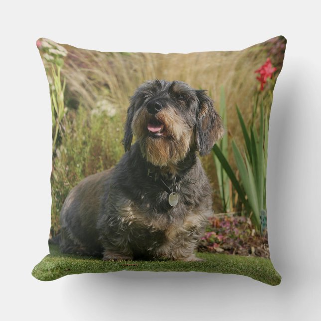 Wire-haired Standard Dachshund Throw Pillow (Front)