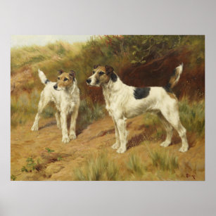 Wire Haired Terriers by Thomas Blinks Poster