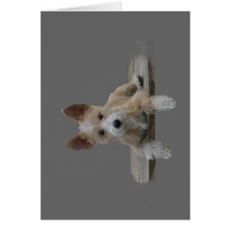 Wire Portuguese Podengo Pequeno