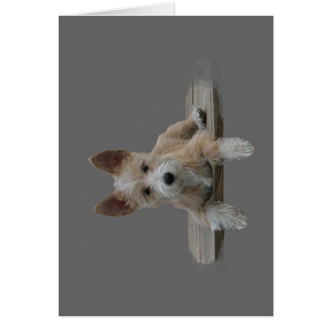 Wire Portuguese Podengo Pequeno (Front)