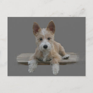 Wire Portuguese Podengo Pequeno Postcard